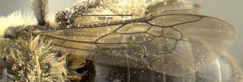 Media type: image;   Entomology 609436 Aspect: wing